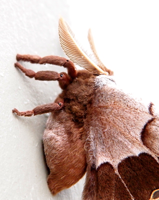 [A close view of the feathery antennae and jointed furry legs and body of the moth.]